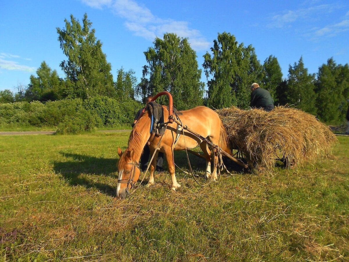 Привезти на лошади. Деревенские лошади. Лошадь в селе. Конь в деревне. Лошадки в деревне.