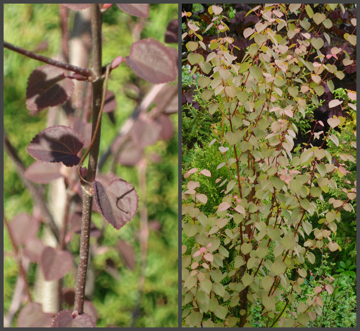 Багряник японский. Фото автора