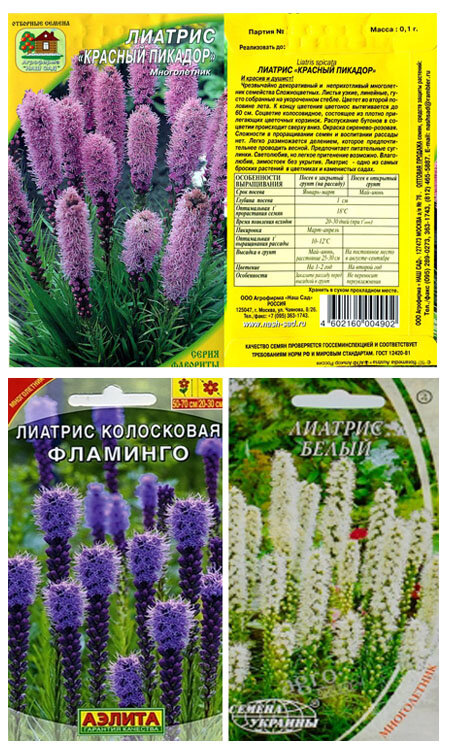 Лиатрис колосковый фото и описание посадка
