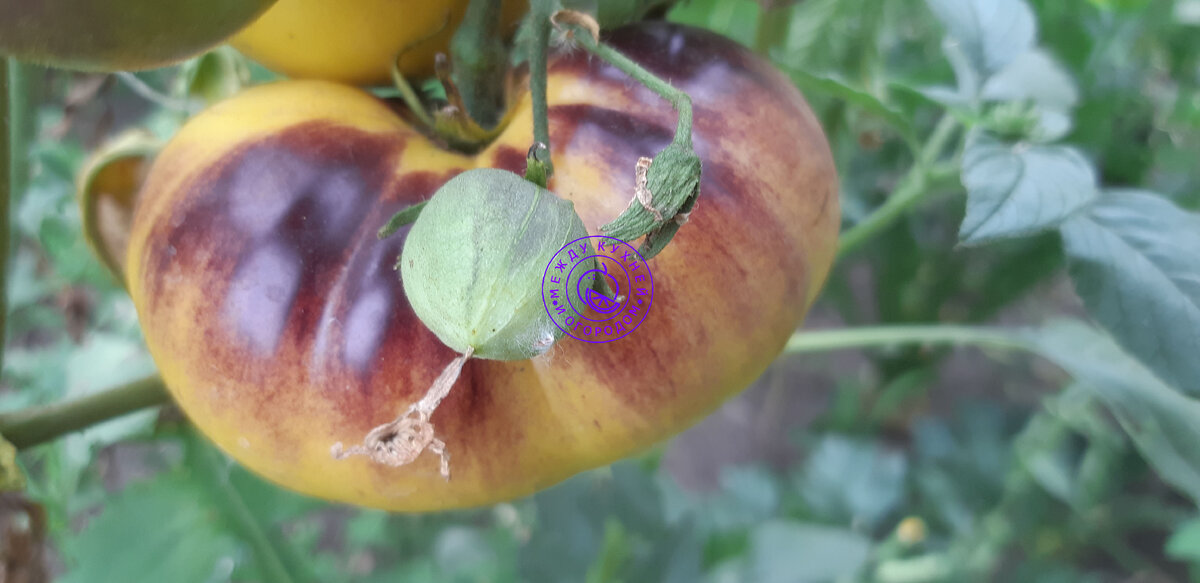 Вот на эту красоту я запала...