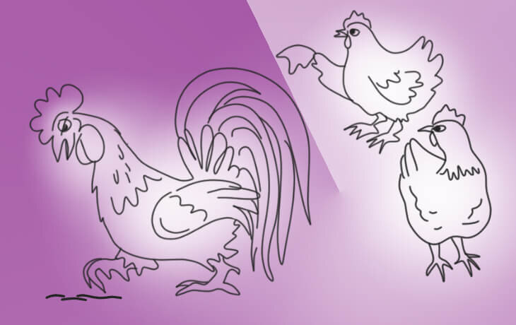 Если в подсобном хозяйстве не занимаются выводом молодняка, то содержать самцов необязательно, поскольку они не оказывают воздействия на яйценоскость птицы