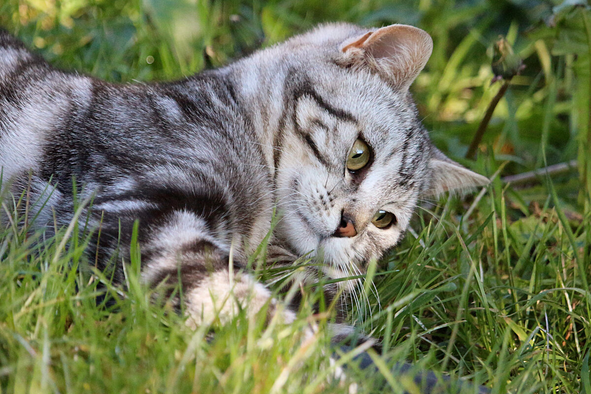Самостоятельные прогулки на частной территории решают большинство сложностей. Когда питомец увлечён общением с сородичами, он редко отвлекается на метки.