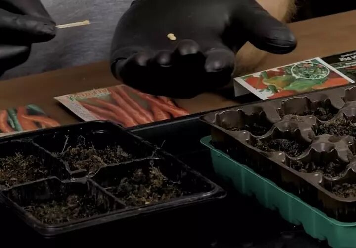 Фото: Продолжаются активные посевы на рассаду в разных регионах.