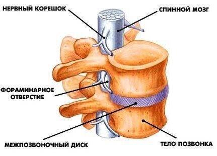 Рис. 1 Строение здорового межпозвоночного диска