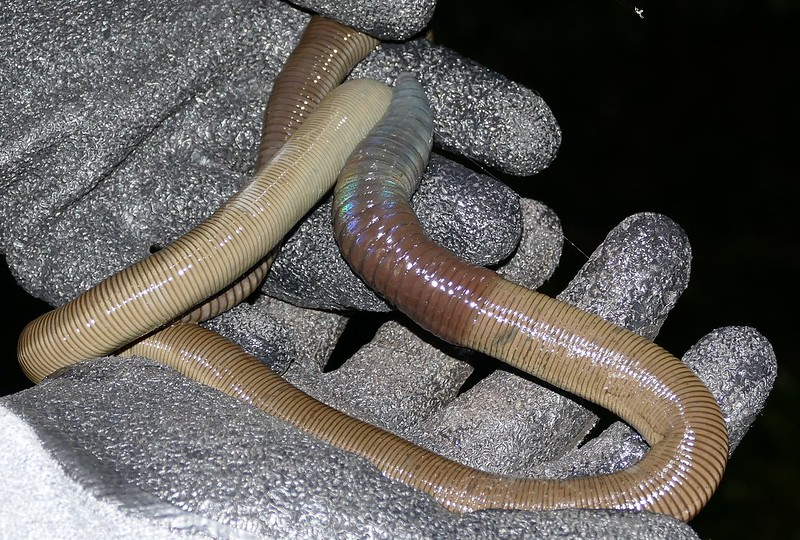 Гигантский дождевой червь (Glossoscolecidae), снимок сделан во Французской Гвиане
Bernard Dupont / Flickr
