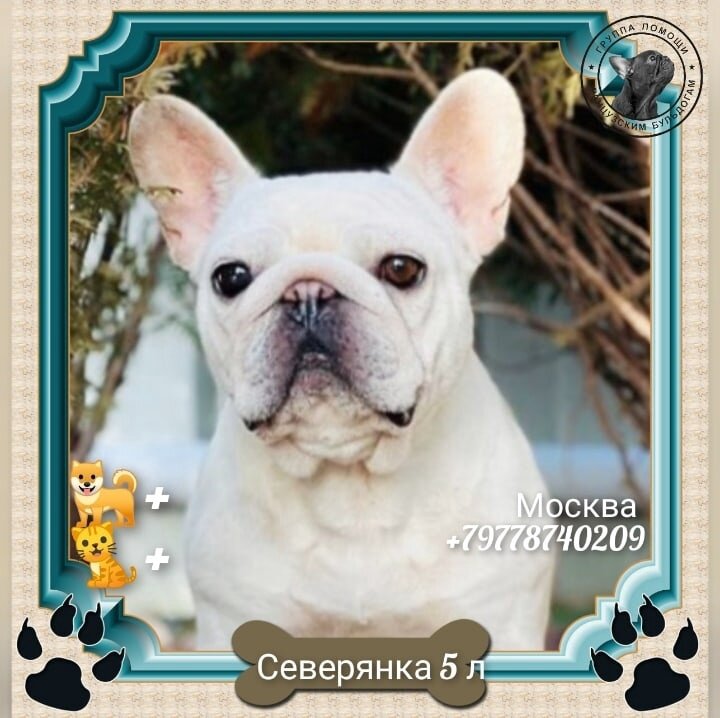 На фото Северянка https://vk.com/topic-144285450_48718960 Ищет дом!