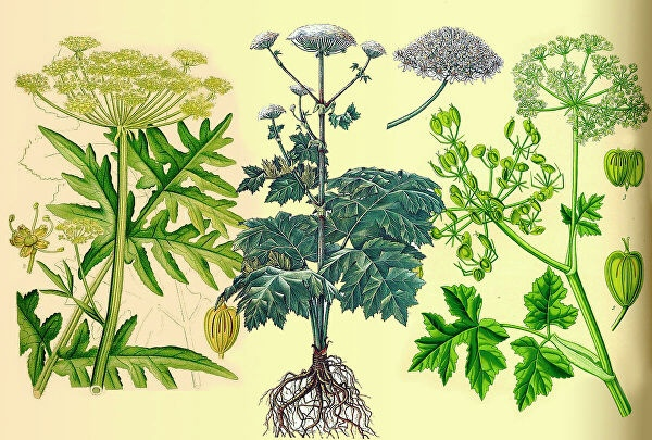 Ботаническая иллюстрация