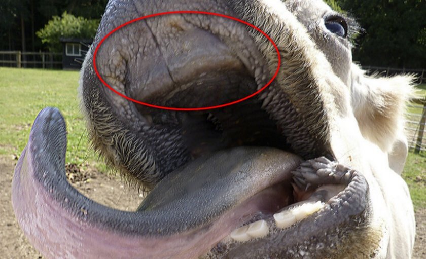 При рассматривании ротовой полости коровы может сложиться впечатление, что верхний ряд зубов у нее отсутствует. Но это не так, он видоизменился в процессе эволюции и теперь выглядит как прочная широкая пластина, в основе которой расположена затвердела ясна. В возрасте двух лет состав зубов, который в это время насчитывает 12 коренных и 8 молочных резцов, начинает постепенно превращаться в особую костную подушку, этот период называют зубороном.