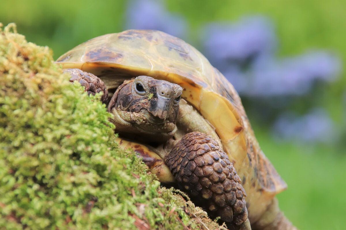 Интересный факт: в англоязычных странах среднеазиатскую черепаху часто называют «Russian tortoise» - русская черепаха.