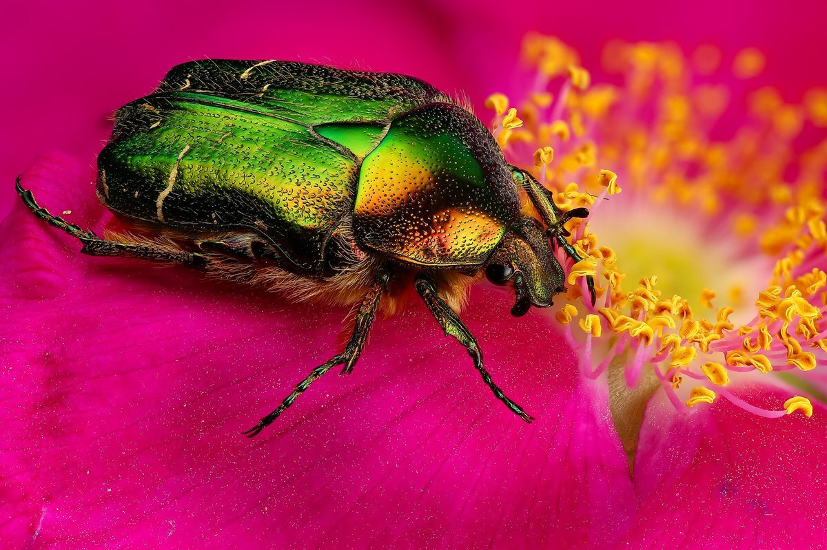 Не смотря на красоту жука, тут всё не однозначно...