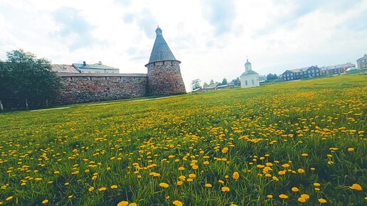 Весёлые одуванчики у стен монастыря на Соловках