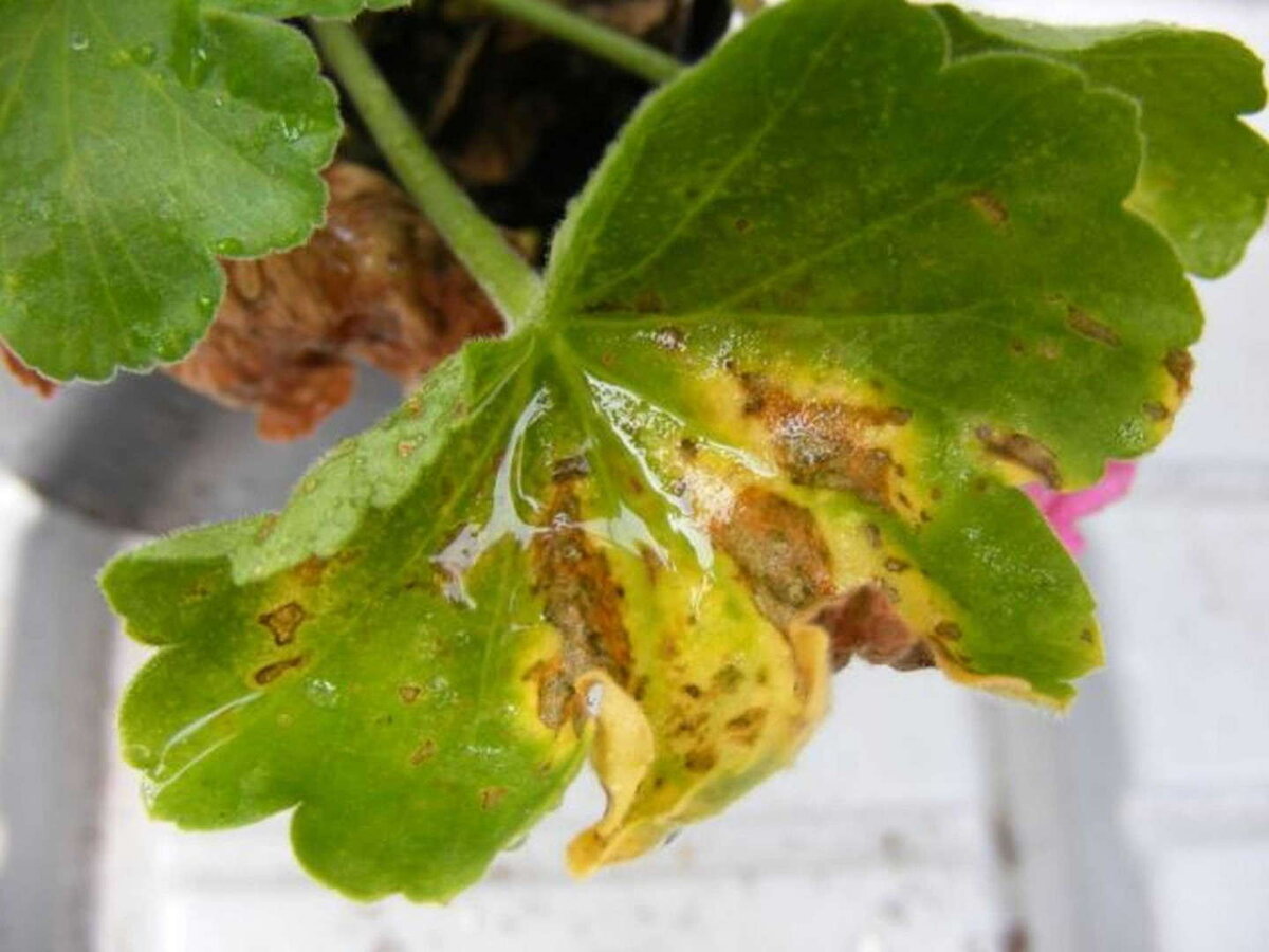 На герани появились пятна на листьях. Бактериальная пятнистость пеларгонии. Хлороз пеларгонии. Пятнистость на листьях пеларгонии. Вирусная пятнистость пеларгония.