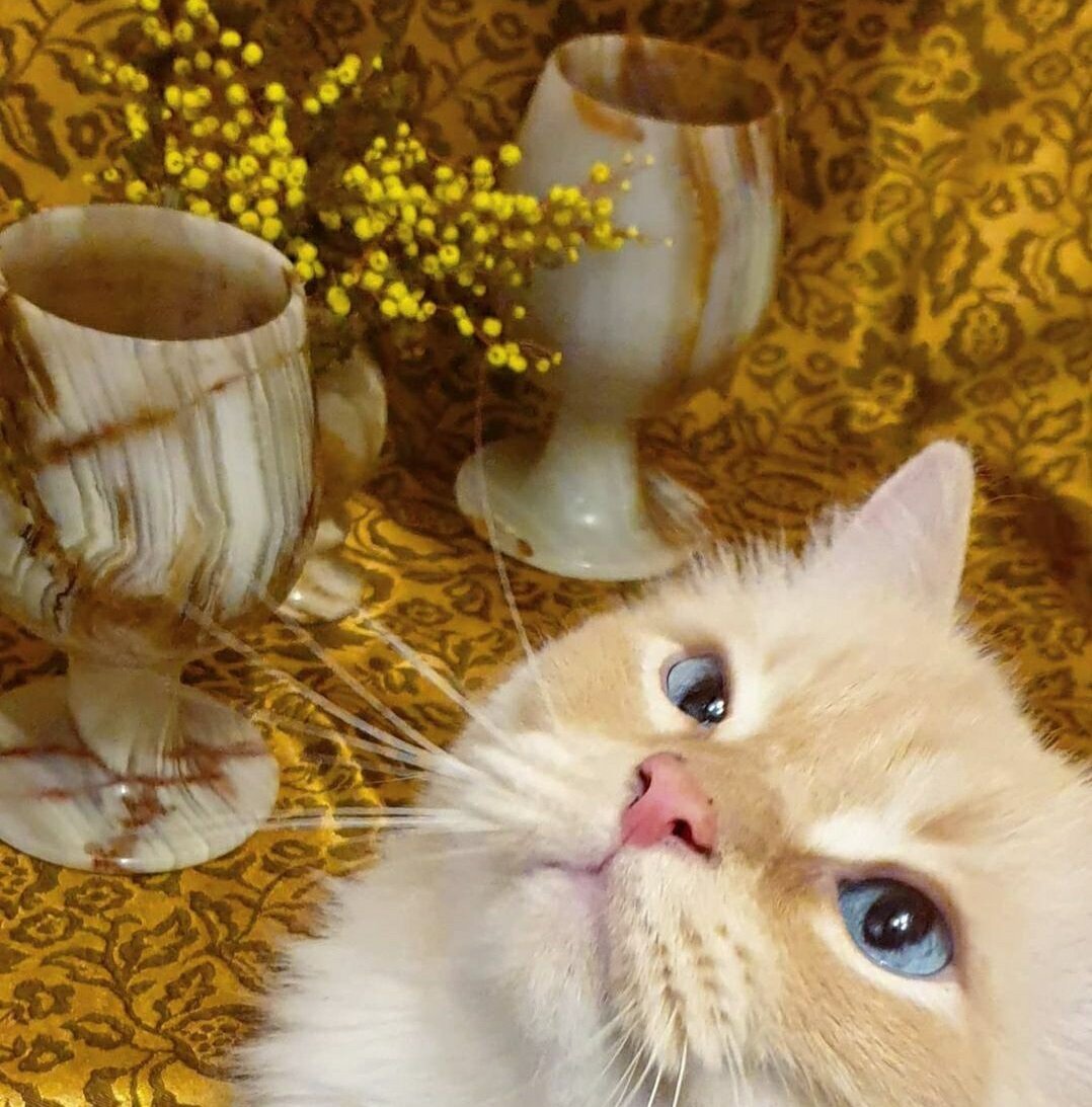 "Лайк" котику за красивые глаза 