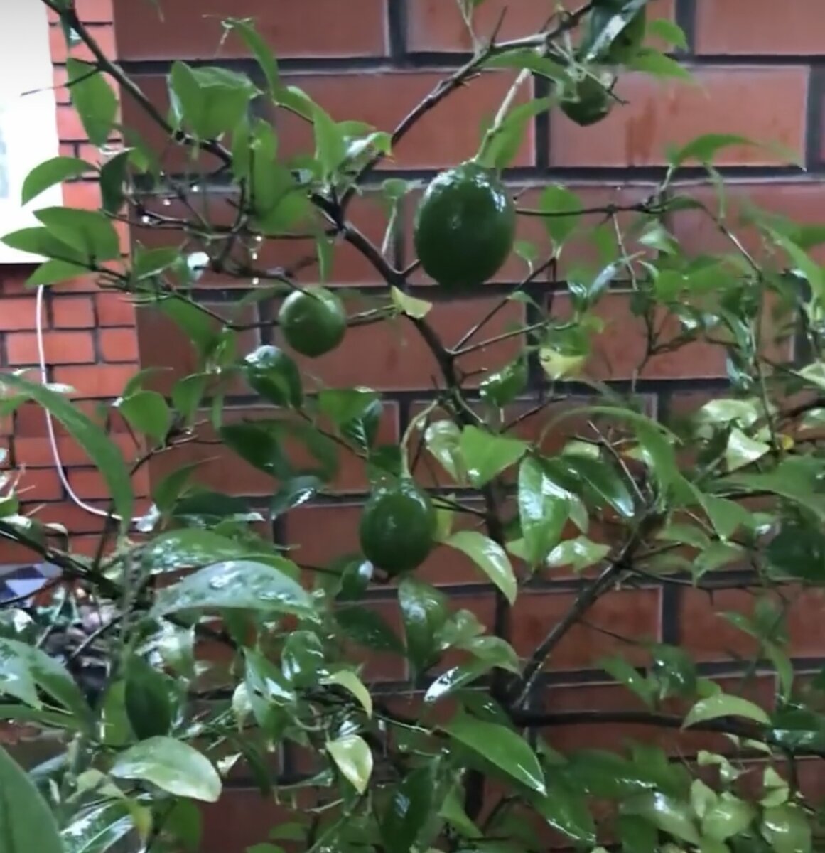 Во дворе растёт лимонное дерево. Фото Автора канала.