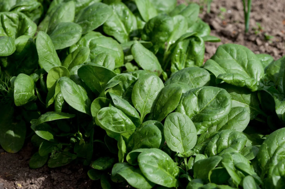 Витаминный шпинат