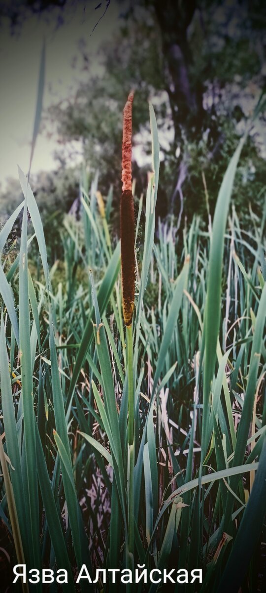 Читать язву алтайскую. Язва алтайская дзен. Читать язву алтайскую. Золотая розга сироп. Бальзам золотая розга бальзам.