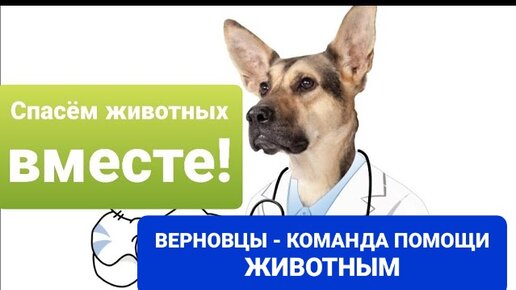 верность помощь животным дзен