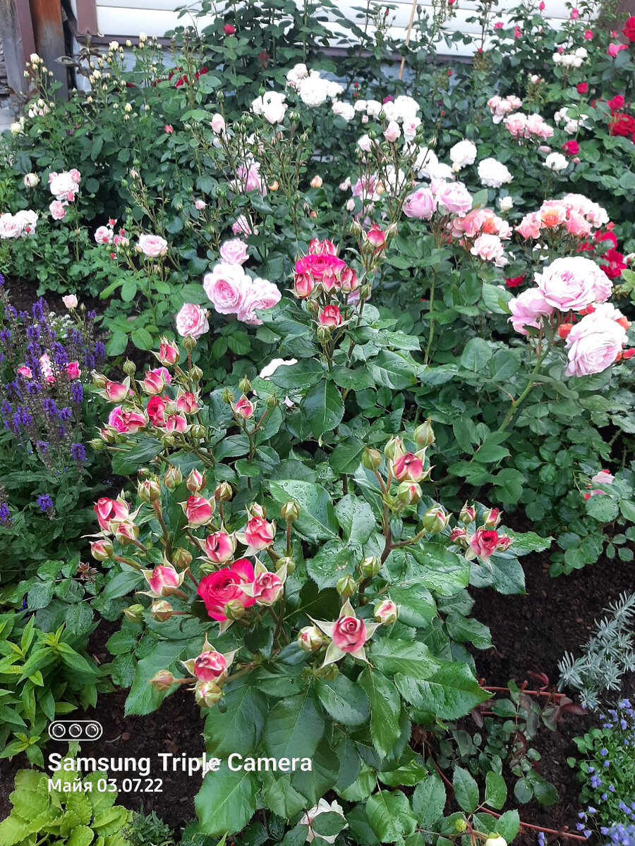 Начало цветения 