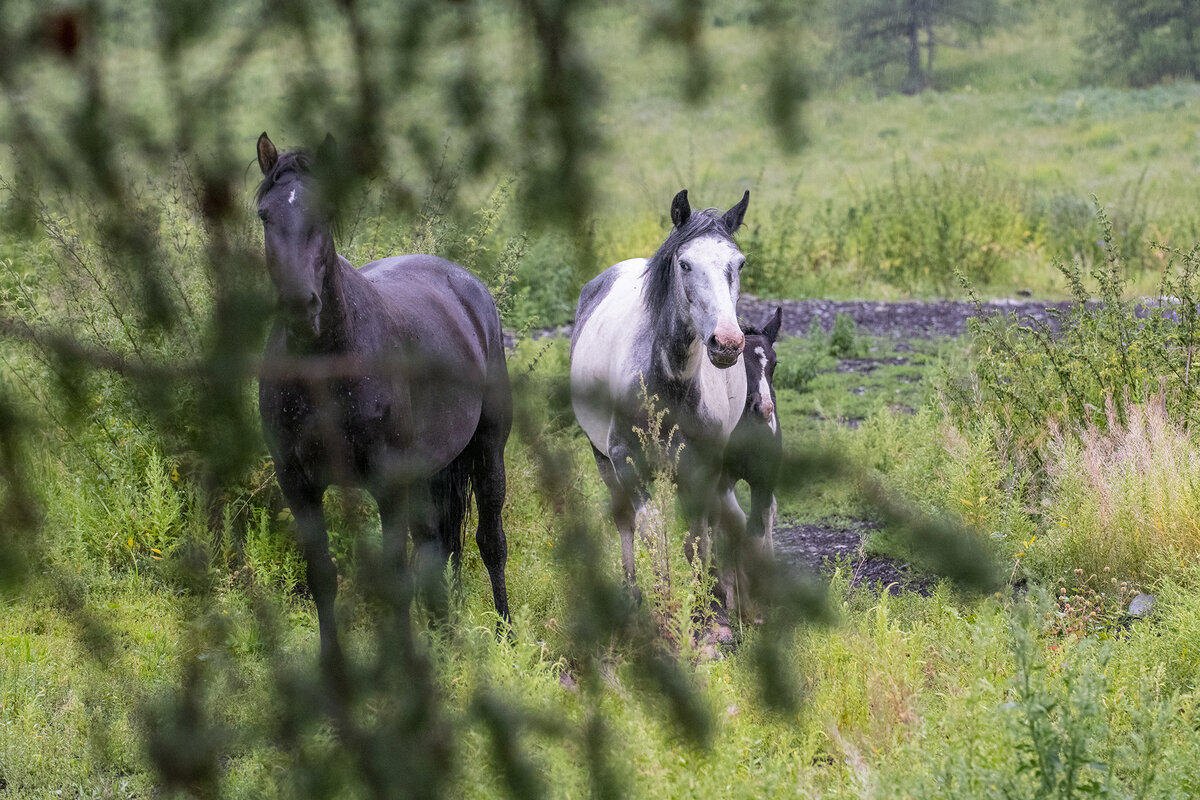 Очень люблю необычных лошадей!