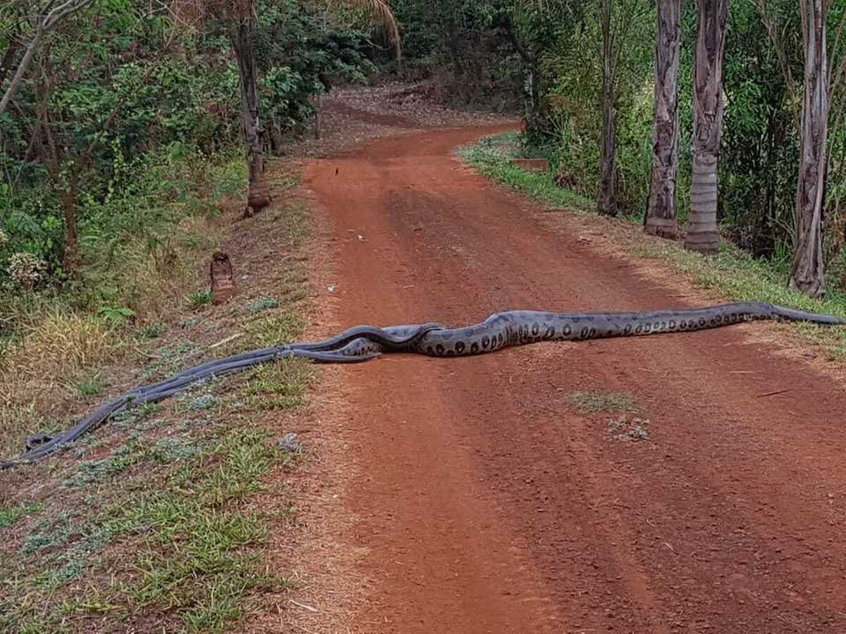 фотография самой большой змеи
