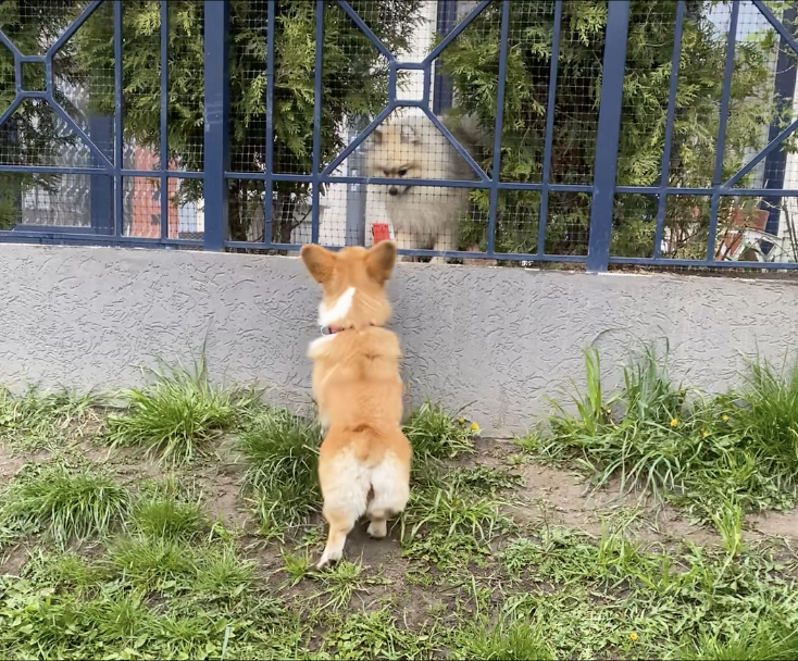 корги Мэгги и Арчик