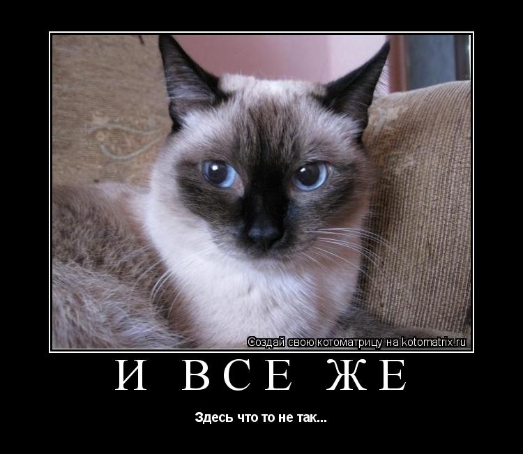 Все было не так. Кошка доля. Dolia Cats. Dolia Cats NFT.