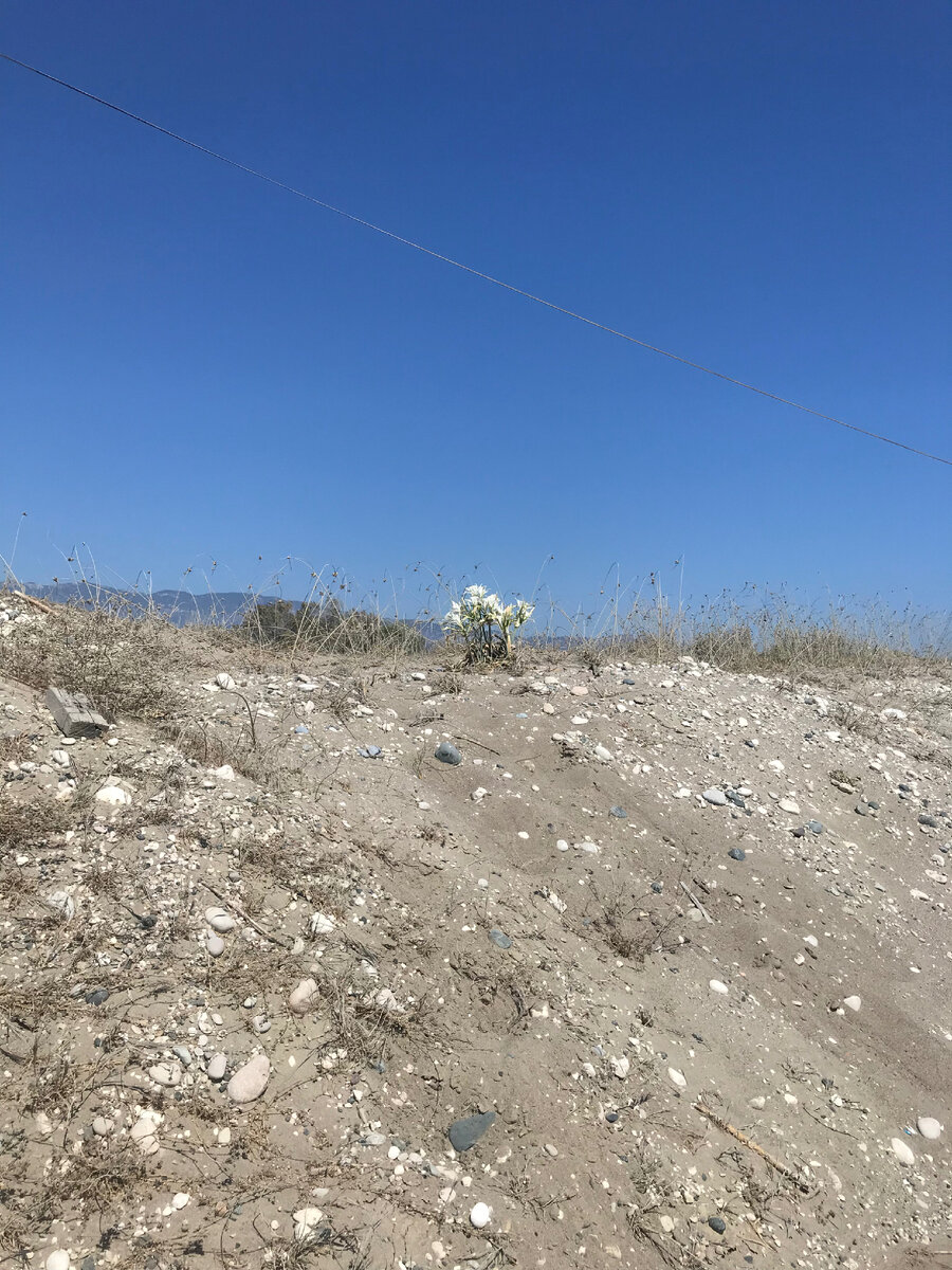 Панкраций морской