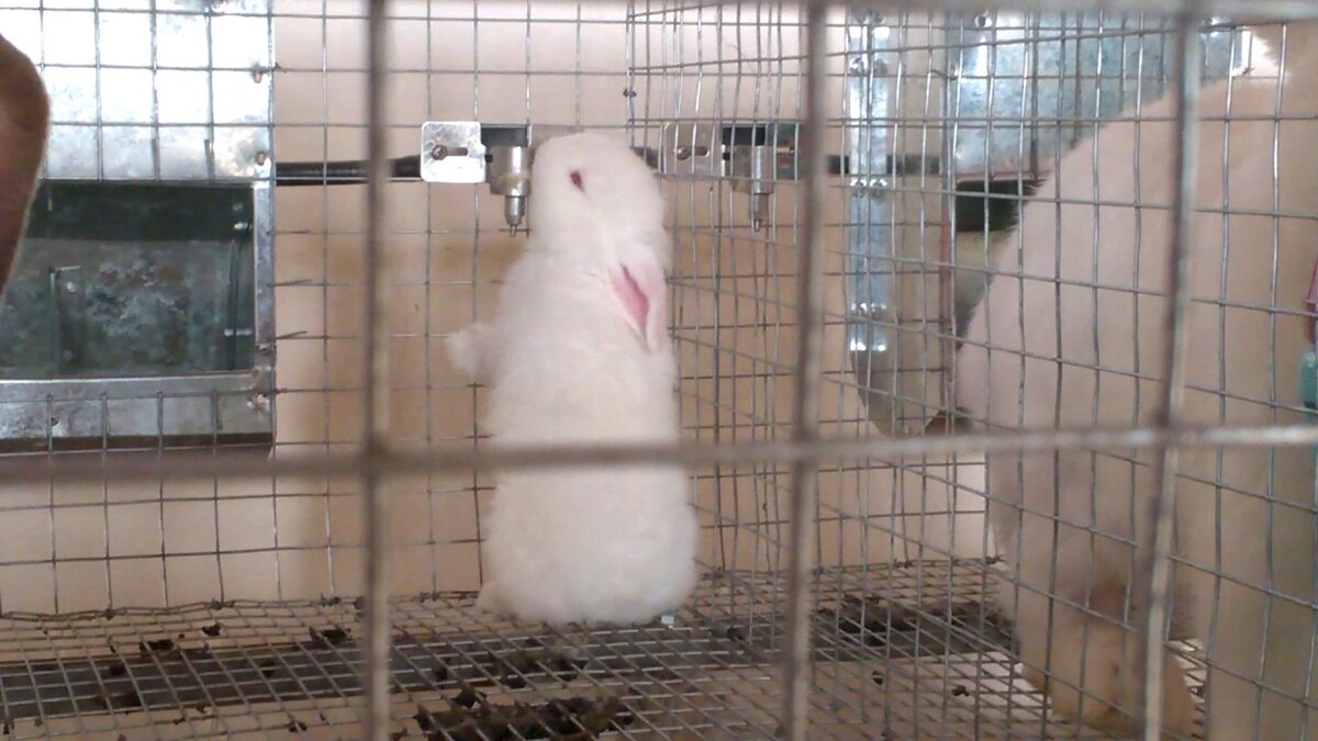 Ниппельные поилки для кроликов