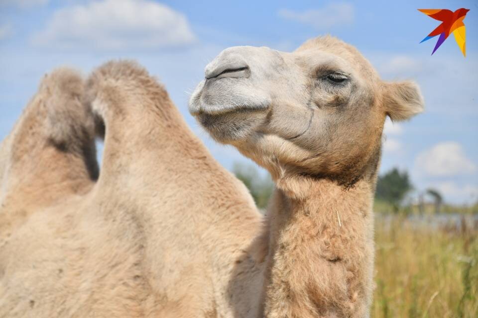     Верблюды на видео настоящие, но не из Мурманской области. Владимир ВЕЛЕНГУРИН