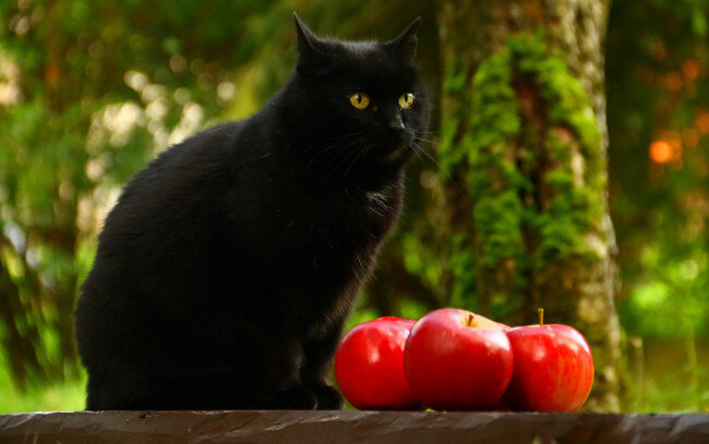 Котик не мой, интернетовский котик