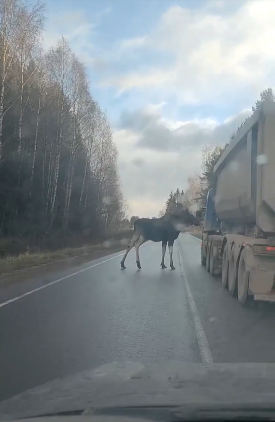 скриншот с видео