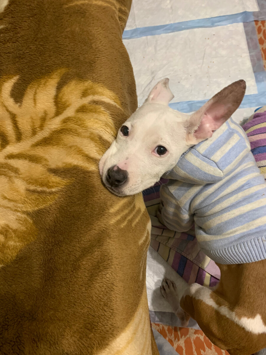 Пока были силы Ричи позировал