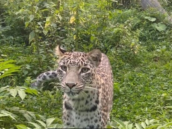     СКРИНШОТ ВИДЕО ТЕЛЕГРАМ-КАНАЛА ЦЕНТР ВОССТАНОВЛЕНИЯ ЛЕОПАРДА НА КАВКАЗЕ/T.ME/LEOPARDCENTER