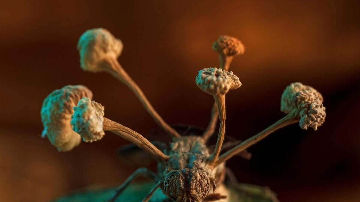    Паразитический гриб© Фото : Harman et al. BMC Ecology and Evolution