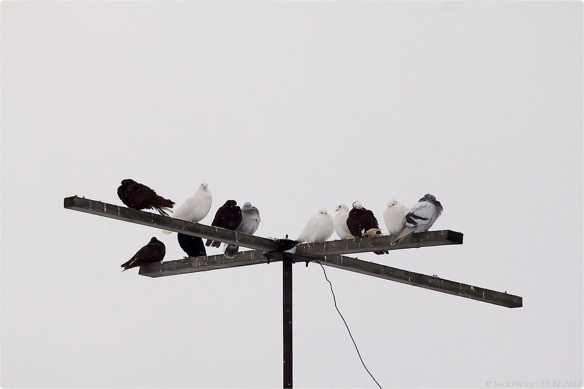 Голубятня и её обитатели... | Николай Патрин | про птичек и других ...
