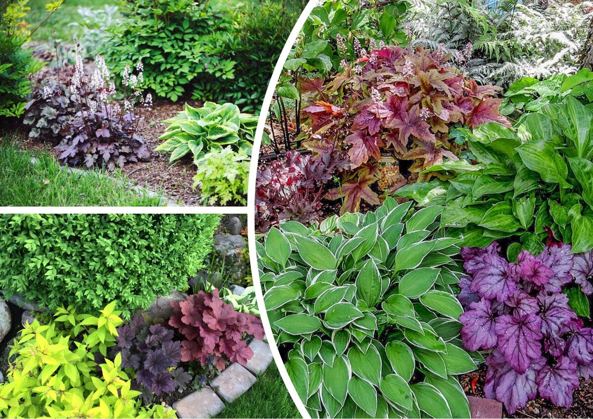 Хоста и гейхера