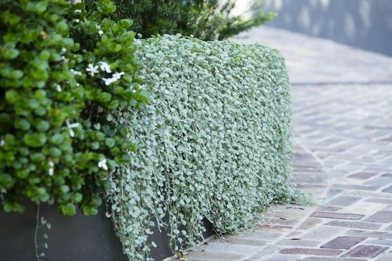 Дихондра неприхотлива, но если "побаловать" её хорошими условиями, то она будет расти еще пышнее. (Фото используется по стандартной лицензии ©hozvopros.com)