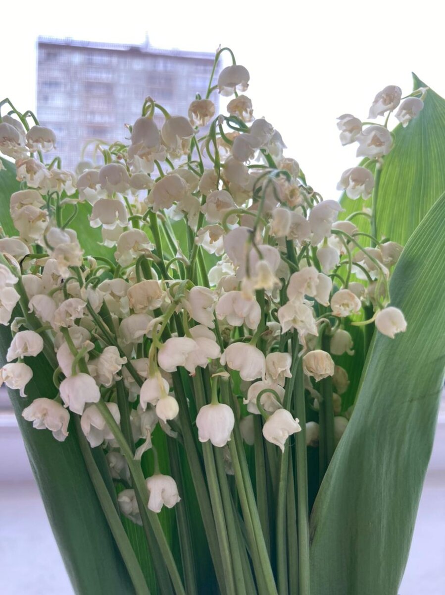 Ландыши. ландыши...Личное фото