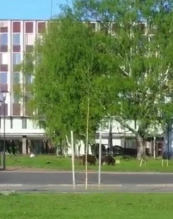 Необычайные гости пришли рано утром к мэрии Петрозаводска и ЗАГСу. Жители города считают, что это особый знак0