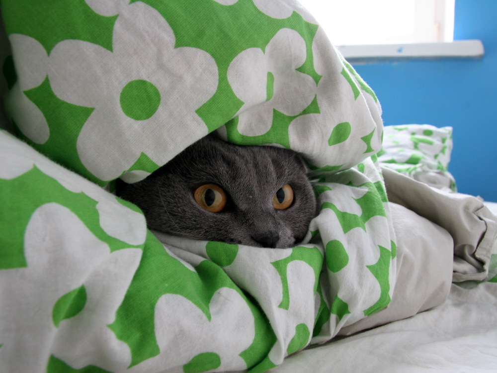 Котик в одеяле. Кот под одеялом. кот в одеяле. кот из под одеяла. глаза из под одеяла.