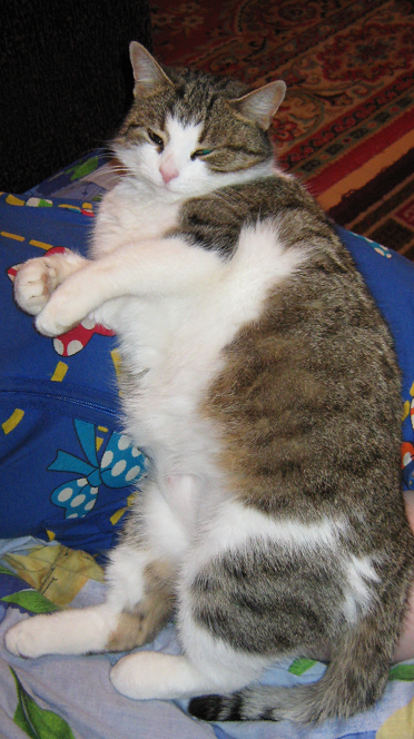 Послеобеденный отдых. Фото мое.