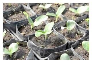 Секреты посадки кабачков: глубина посева, выбор заполнителя для лунки, оптимальные даты посадки в июне и не только