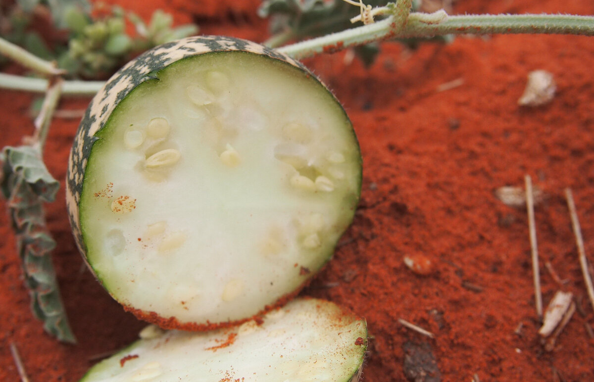 Незрелый плод Citrullus colocynthis