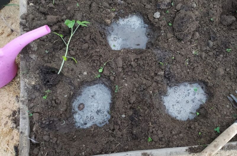 Лунки проливаем водой перед посадкой томатов.