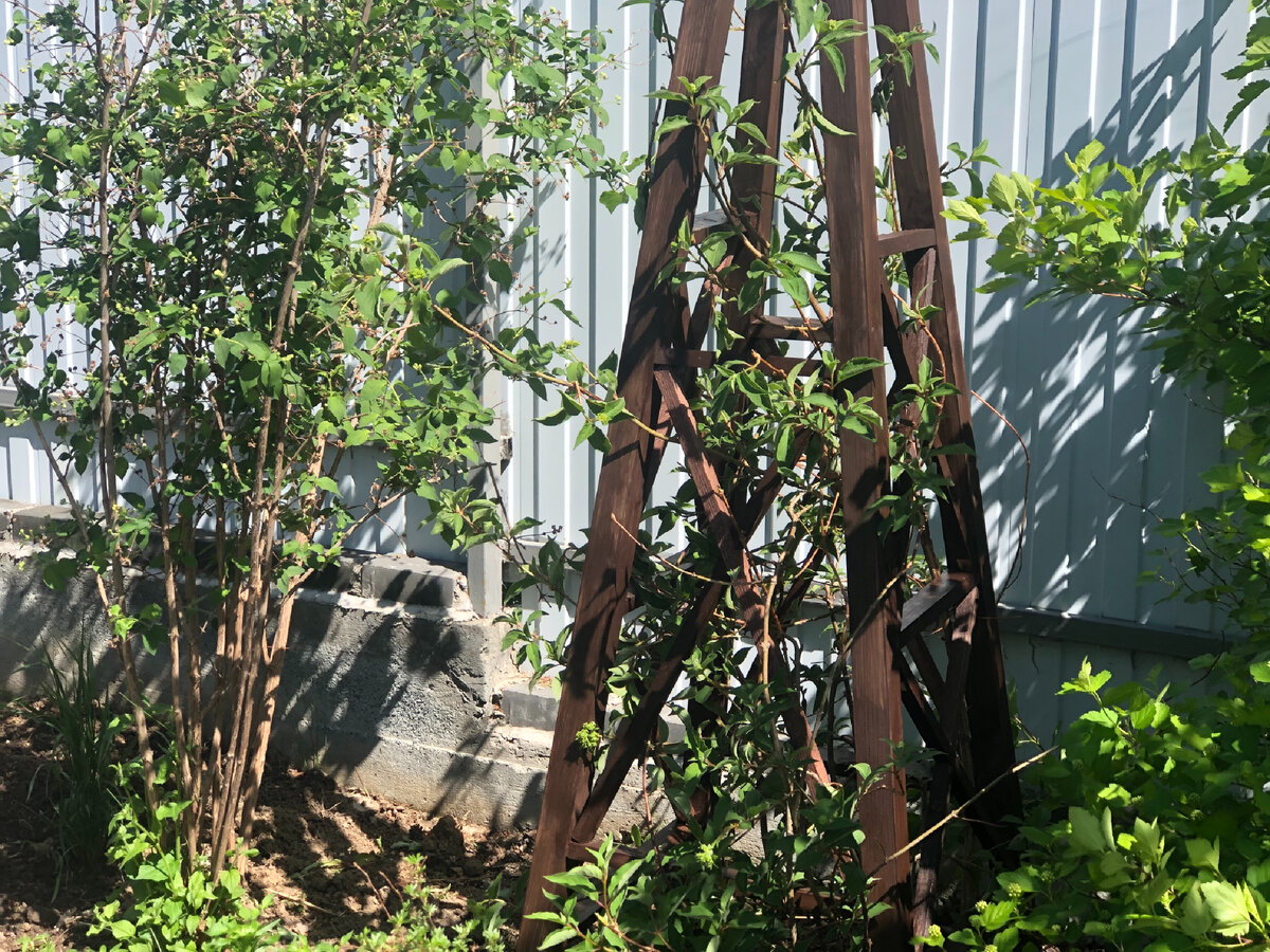 Садовая пирамида для вьющихся растений: от идеи до воплощения ...