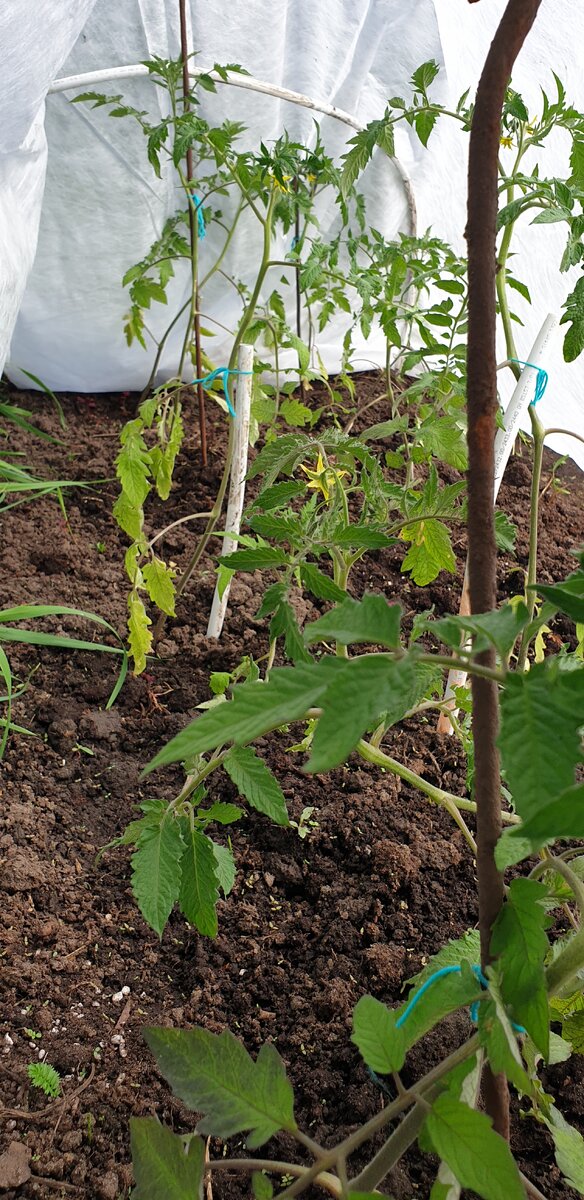 Моя цветущая помидорка