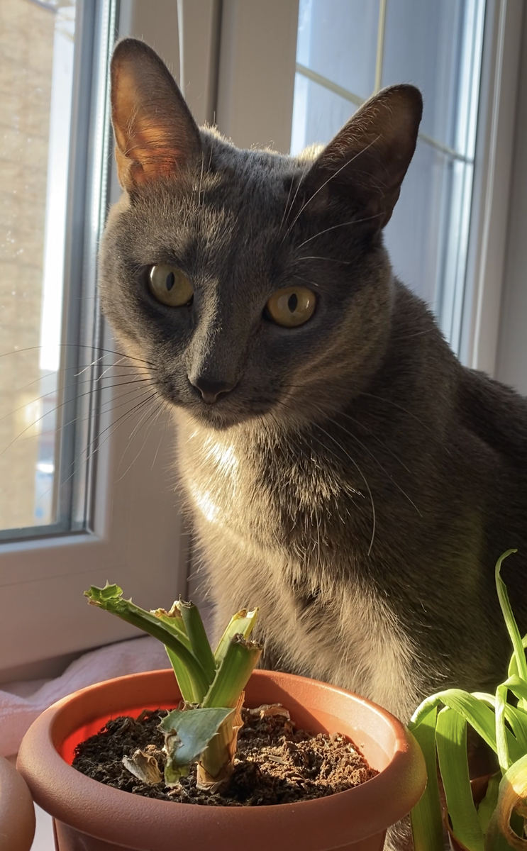 вкусный цветок Алоэ и кот Филимон. 