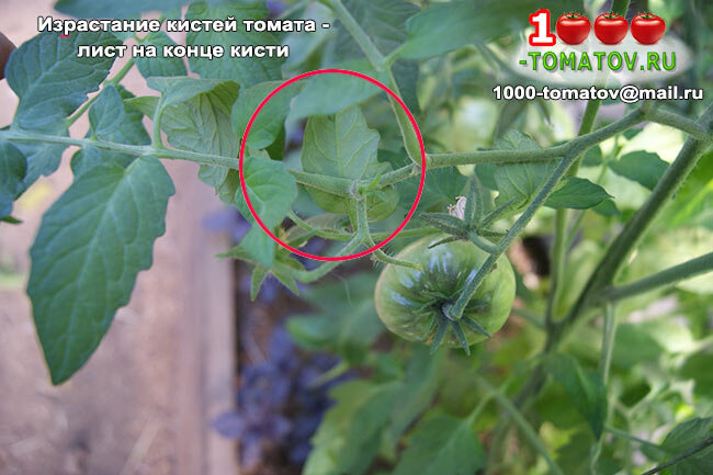 израстание кистей томатов
