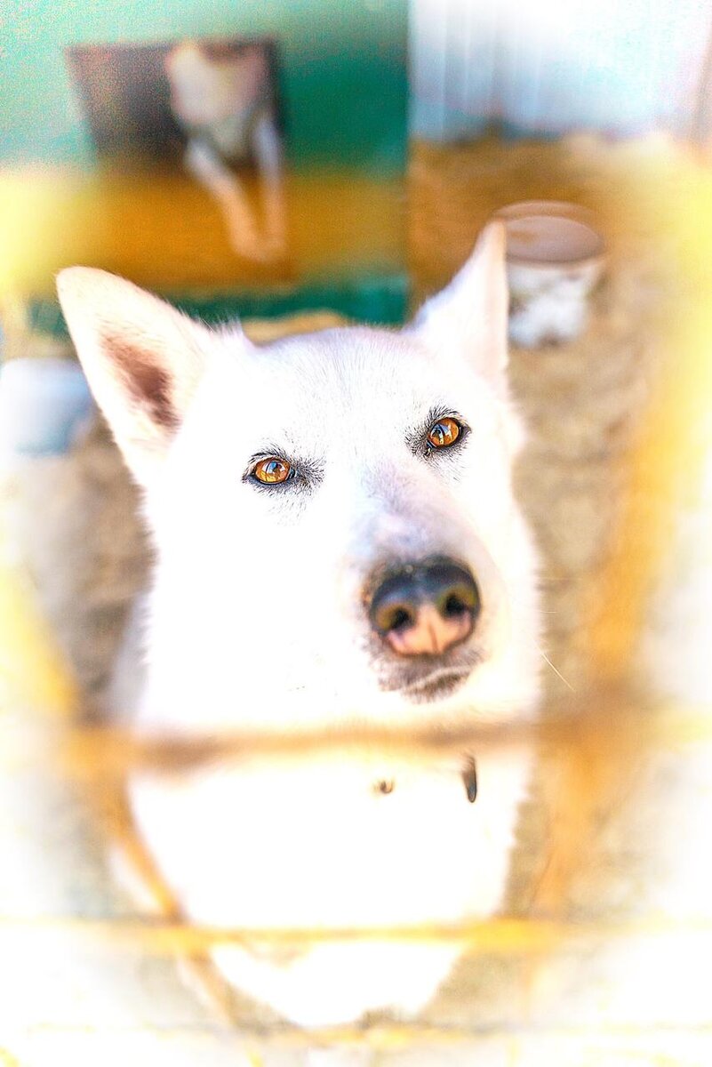 Мора в приюте для животных ОХ