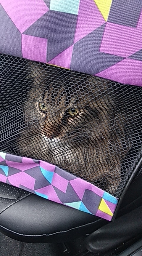 тот редкий случай, когда Пурш едет в переноске)))